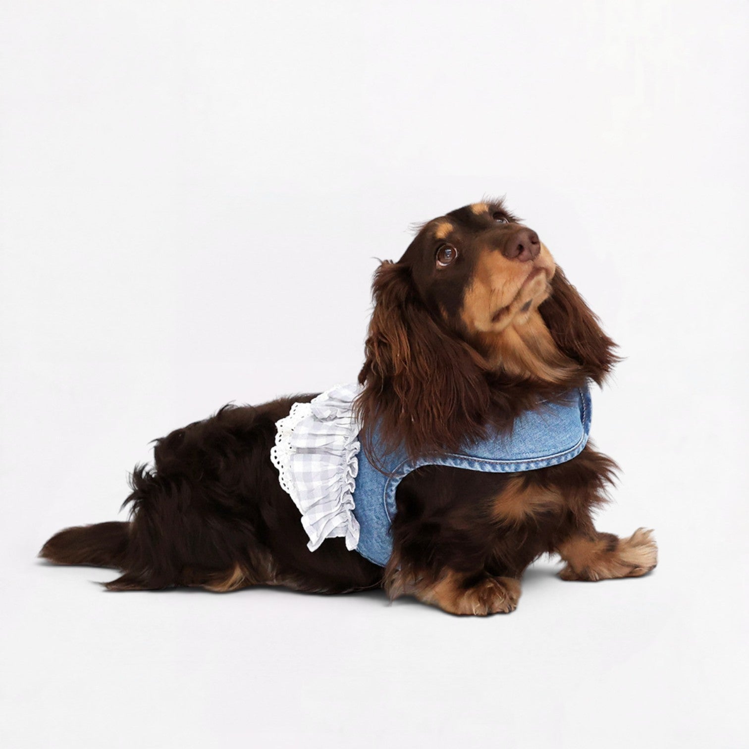 DenimPup-Dachshund-Denim-Lace-Skirt.jpg