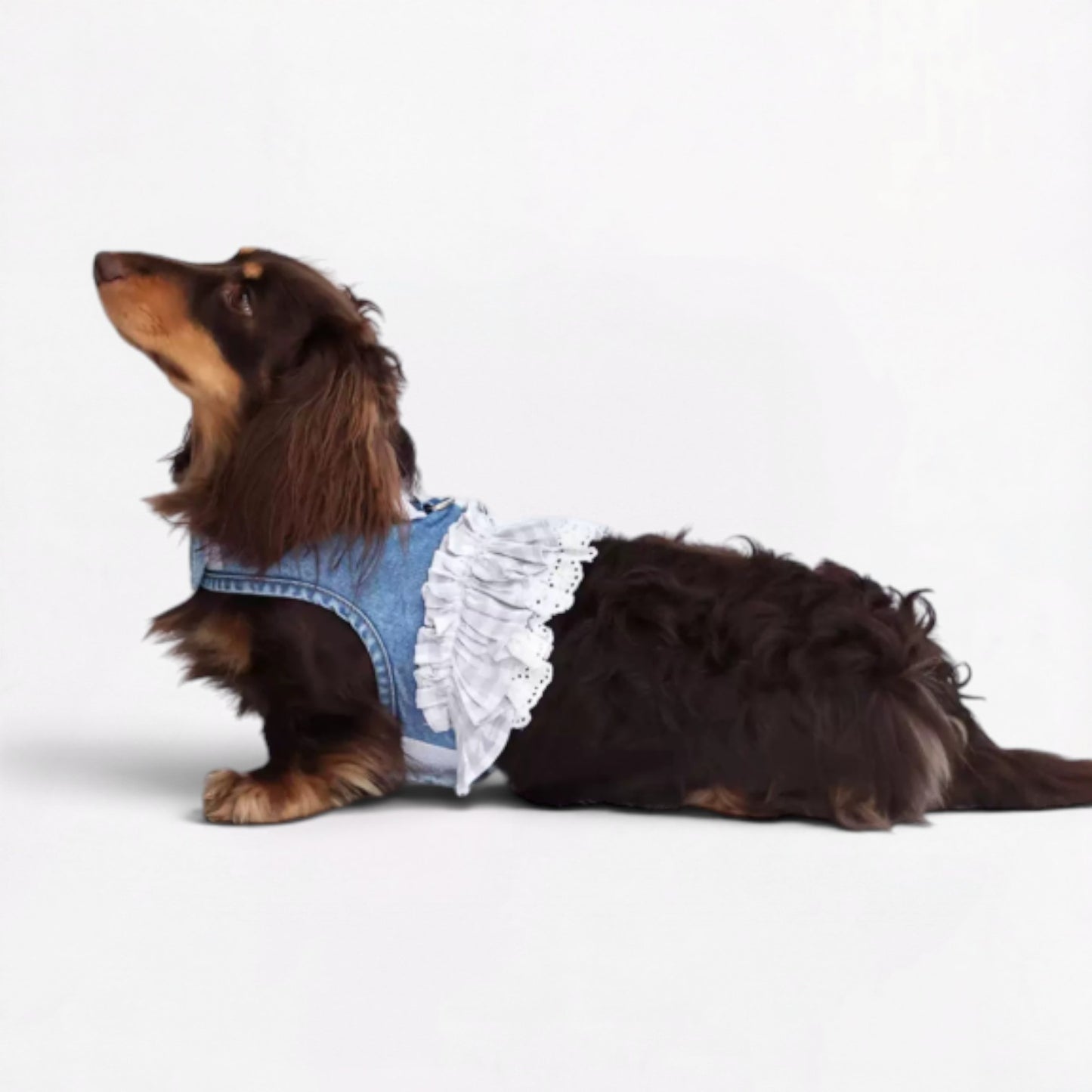 DenimPup-Dachshund-Denim-Lace-Skirt.jpg