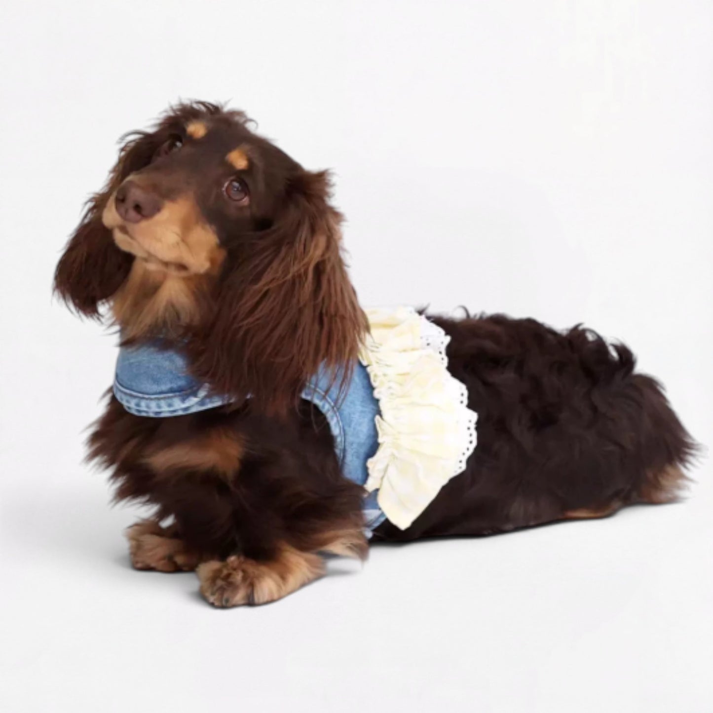 DenimPup-Dachshund-Denim-Lace-Skirt.jpg