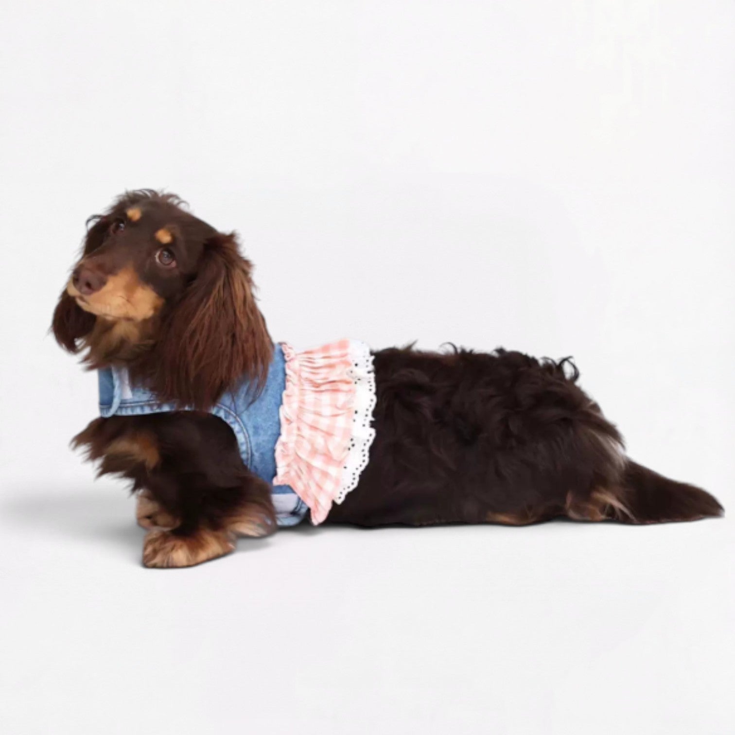 DenimPup-Dachshund-Denim-Lace-Skirt.jpg