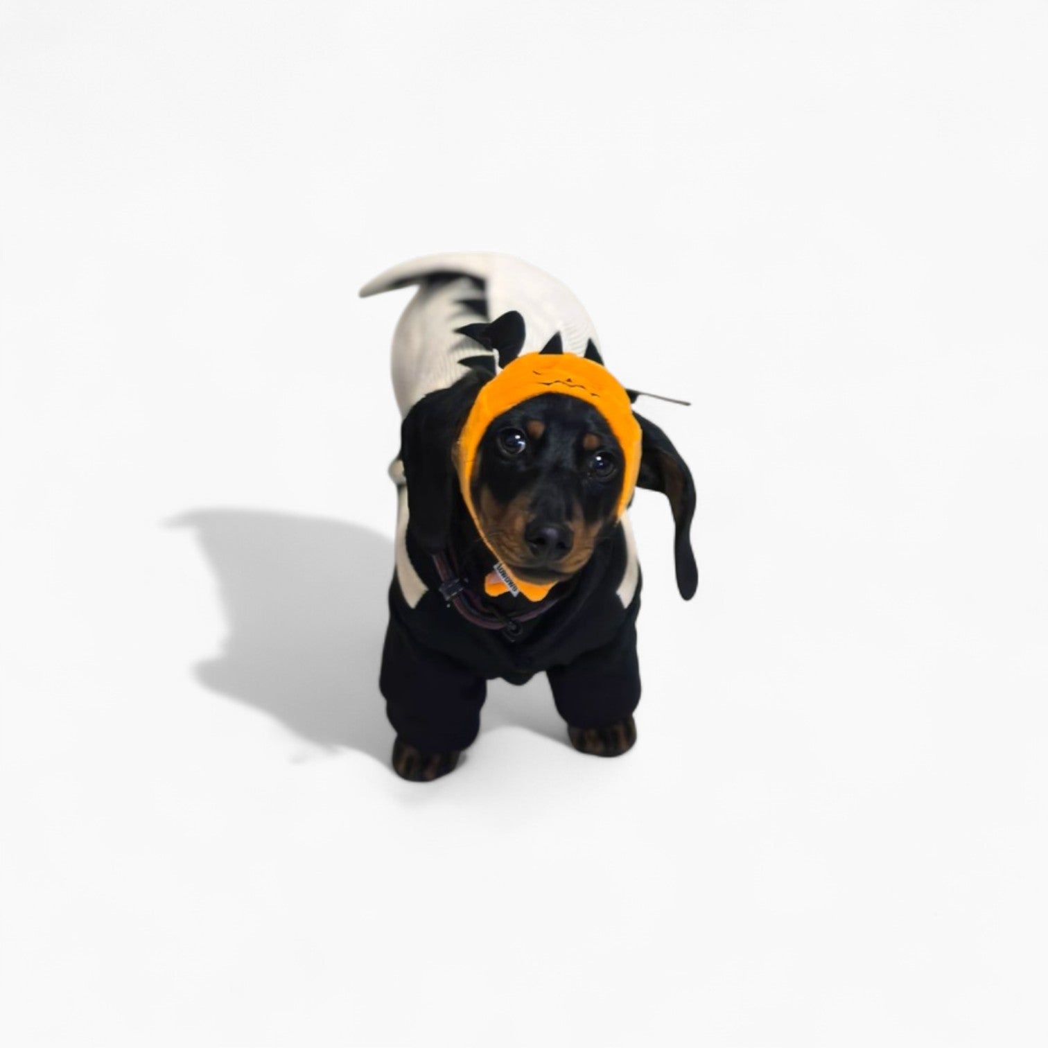 DinoDox-Dachshund-Thin-Dinosaur-Outfit.jpg