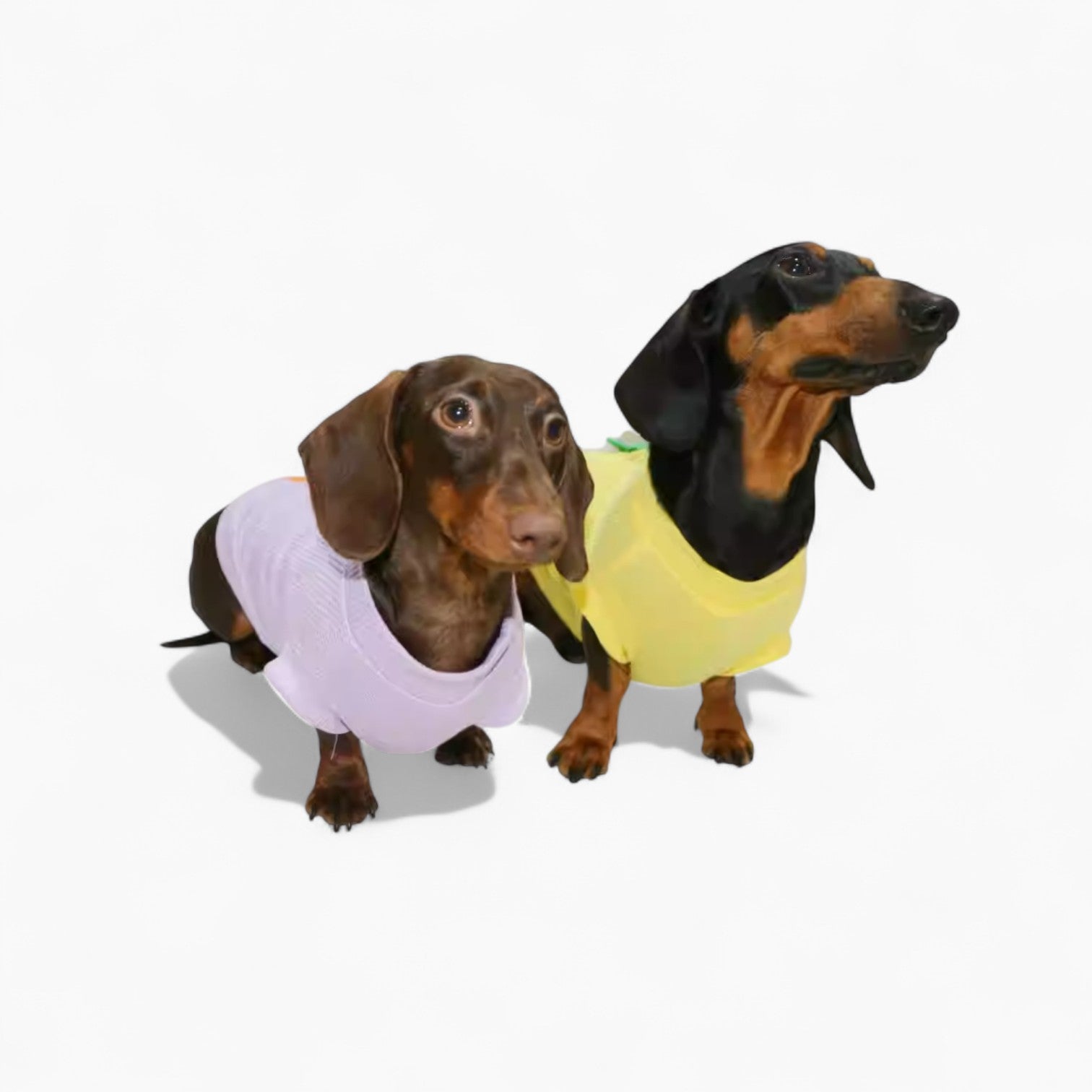 DinoPup-Dachshund-Summer-Vest.jpg