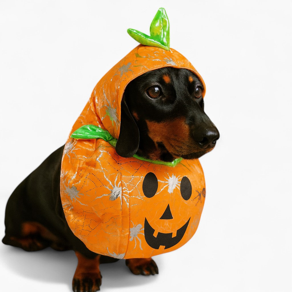 DoxHowl-Dachshund-Pumpkin-Costume.jpg