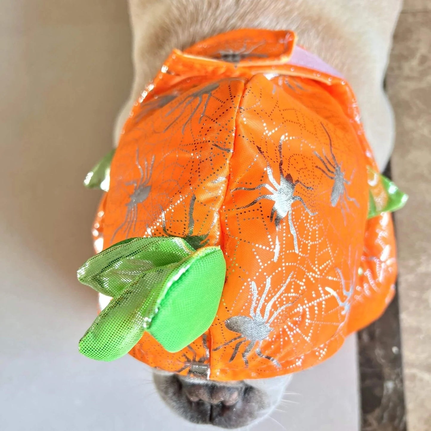 DoxHowl-Dachshund-Pumpkin-Costume.jpg