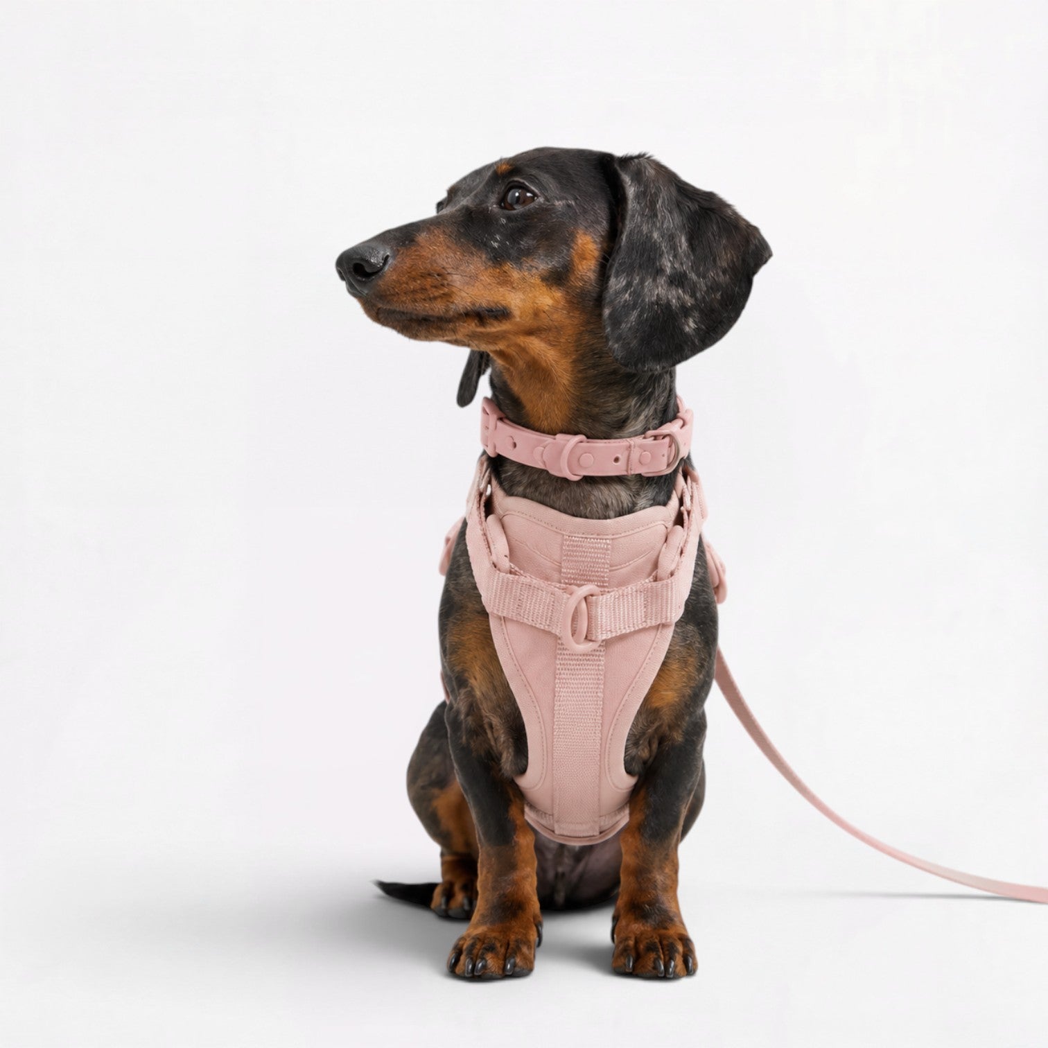 DoxiFlex-Dachshund-Soft-Gear-Set.jpg