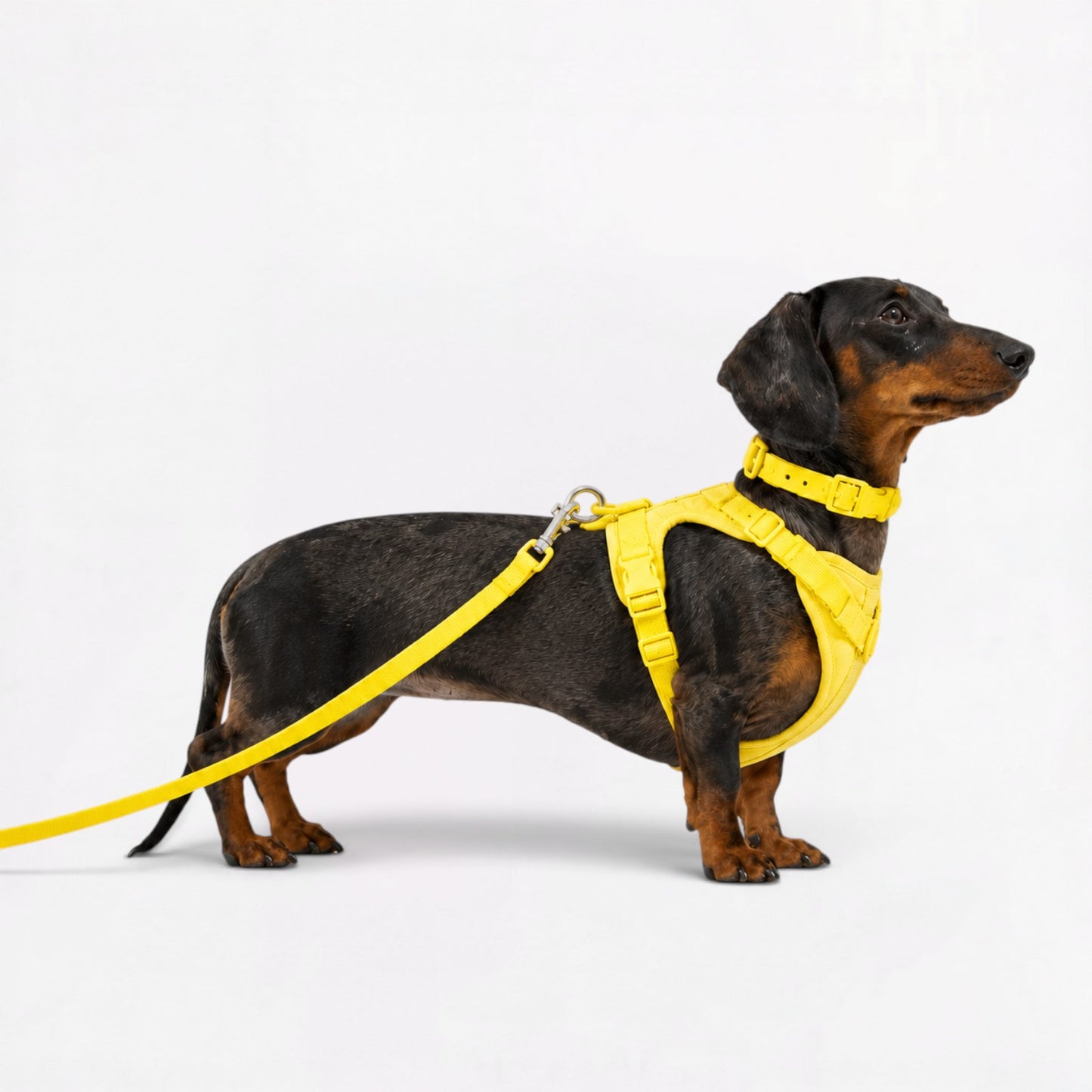 DoxiFlex-Dachshund-Soft-Gear-Set.jpg