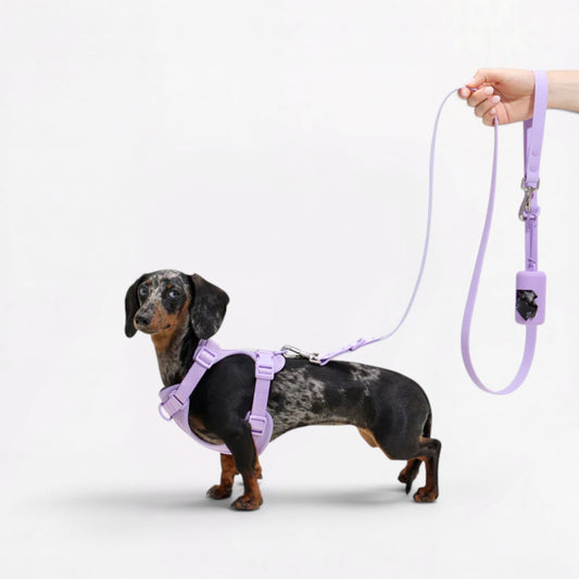 DoxiFlex-Dachshund-Soft-Gear-Set.jpg