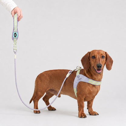 DoxiGlow-Dachshund-Saddle-Harness-Leash-Set.jpg