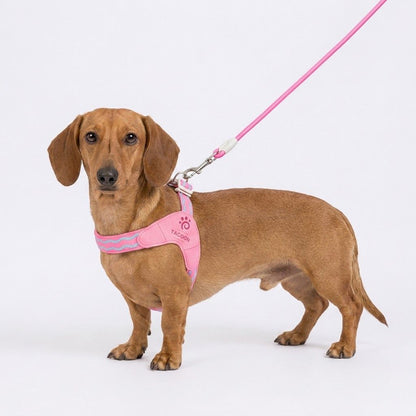 DoxiGlow-Dachshund-Saddle-Harness-Leash-Set.jpg