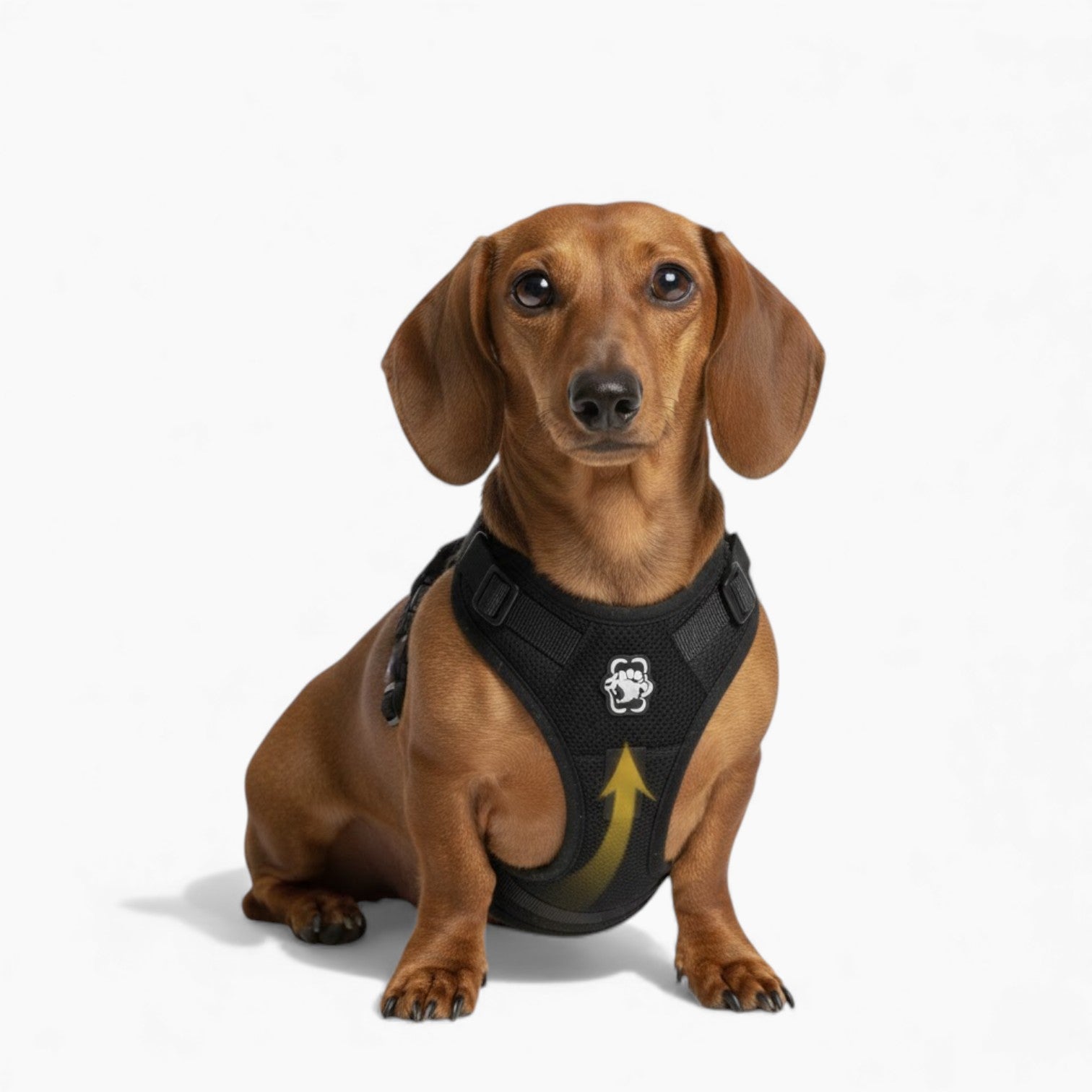 DoxiLift™-Dachshund-Walking-Aid-Harness.jpg