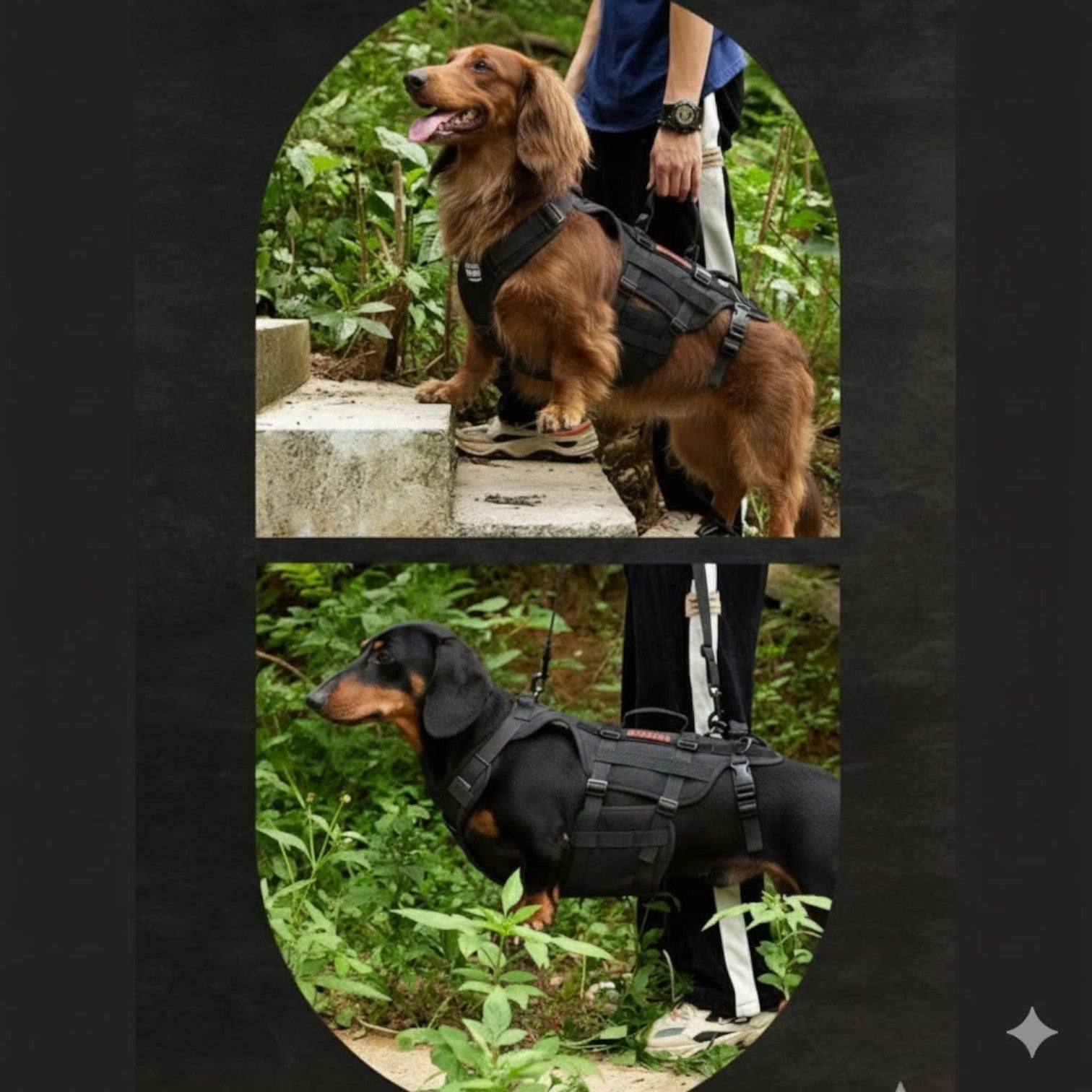 DoxiLift™-Dachshund-Walking-Aid-Harness.jpg