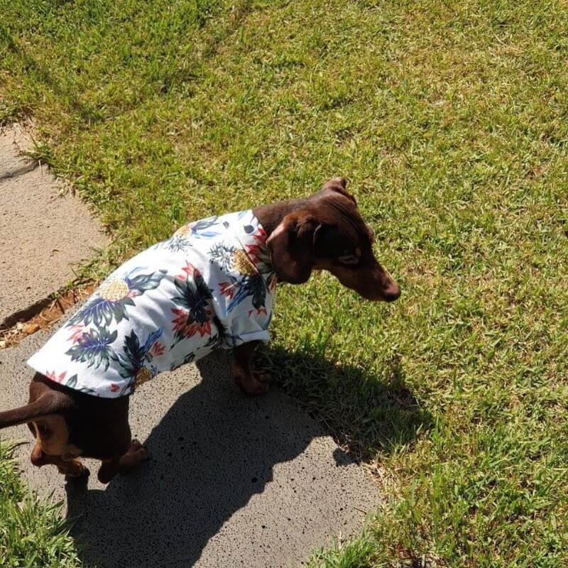 Dachshund-Hawaiian-Shirts-Summer-Beach-Clothes-www.doxie.us