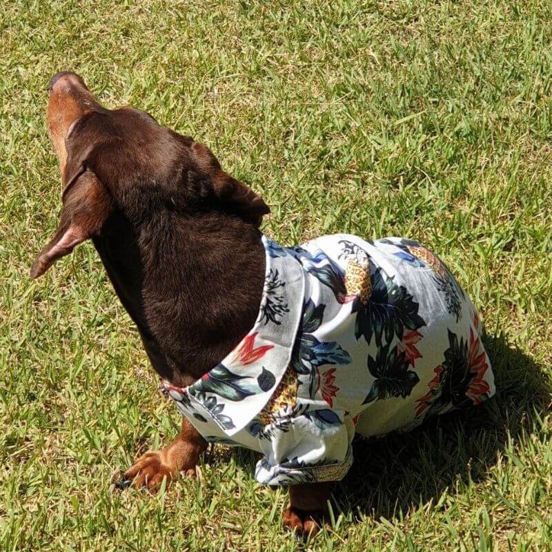 Dachshund-Hawaiian-Shirts-Summer-Beach-Clothes-www.doxie.us