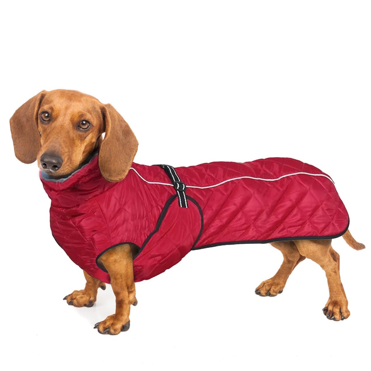 Doxie-Winter-Jacket-Reflective-Dachshund-Coat-www.doxie.us