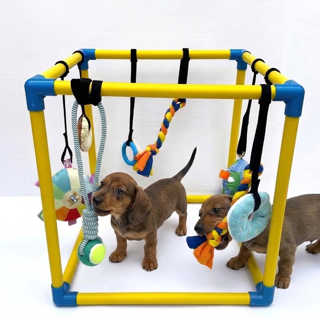 DoxiePlay-Dachshund-Activity-Gym.jpg