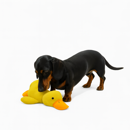 DuckPaw-Dachshund-Sleeping-Toy.jpg