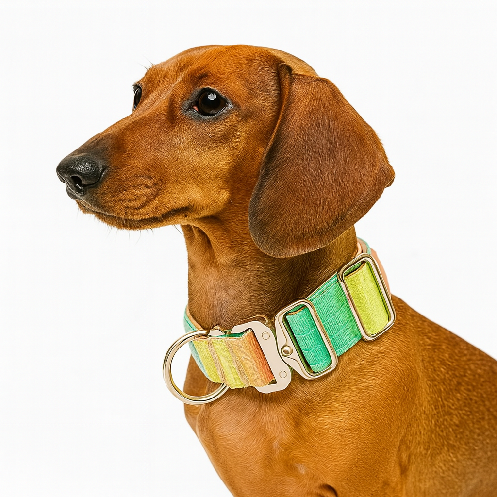 DuraPaw-Dachshund-Gradient-Collar-Leash-Set.jpg