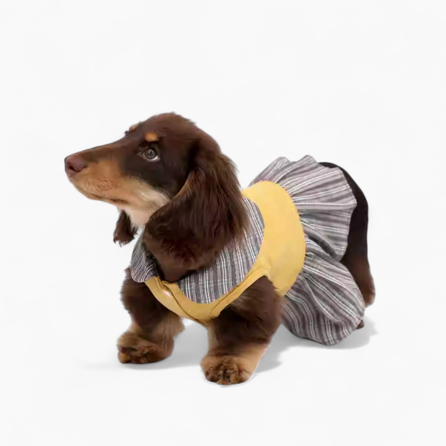 FurBelle-Dachshund-Doll-Collar-Dress.jpg