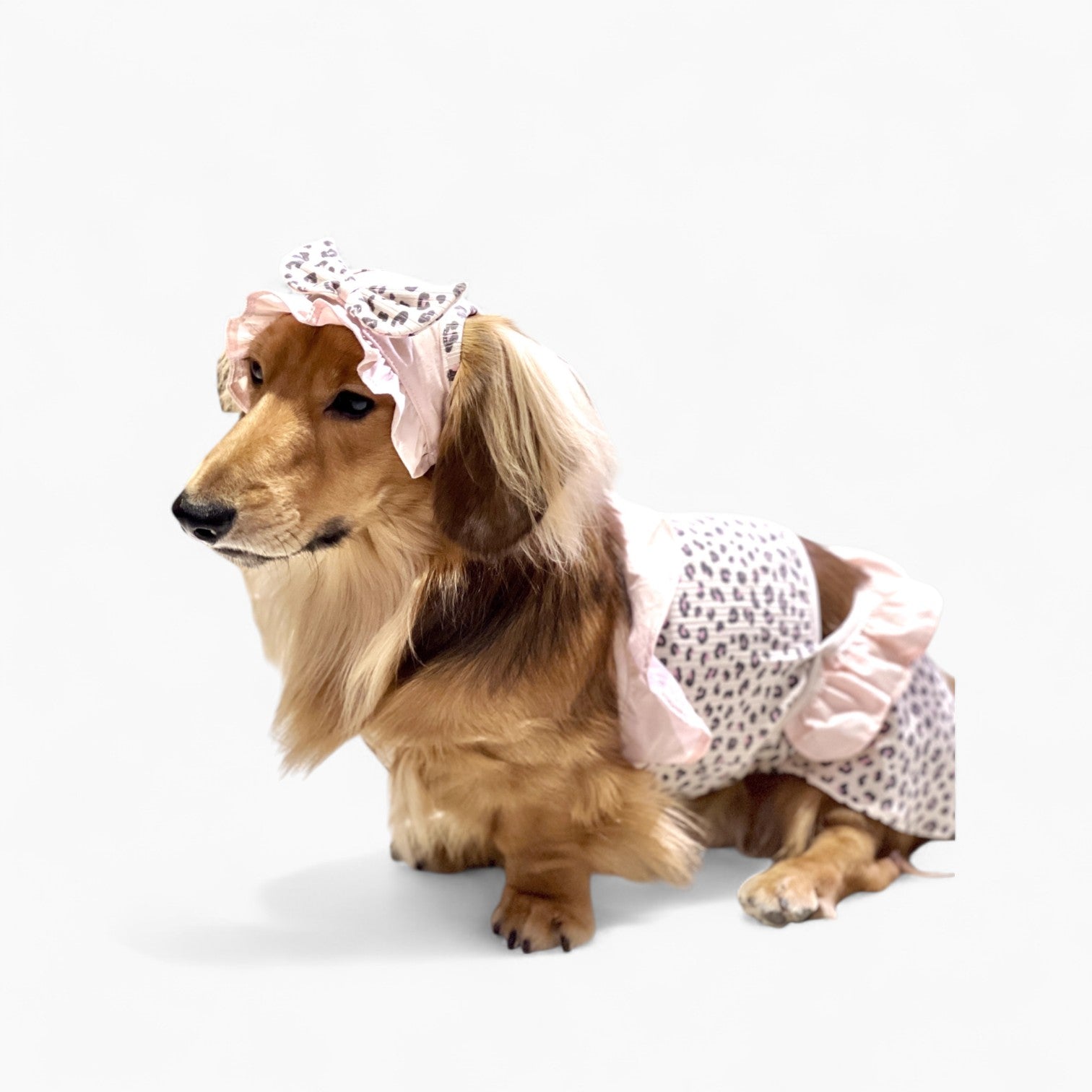 GlamPup-Dachshund-Ruffle-Dress-Set.jpg