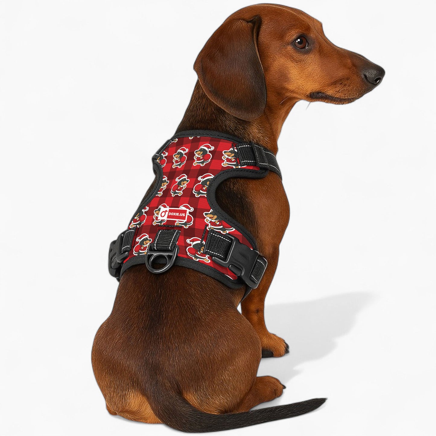 Tom -  No-Pull Dachshund Dog Harness