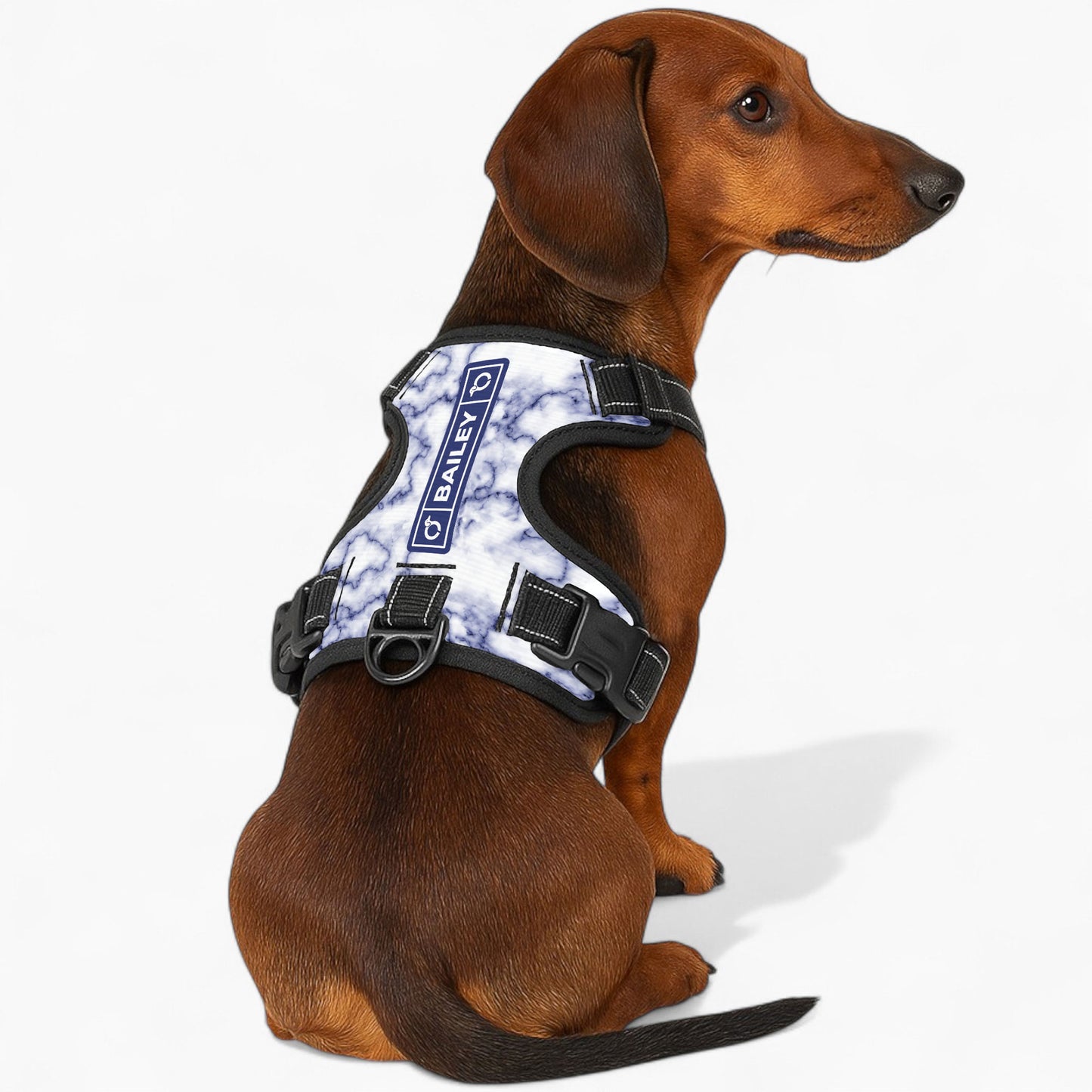 Maximilian -  Personalized No-Pull Dachshund Dog Harness