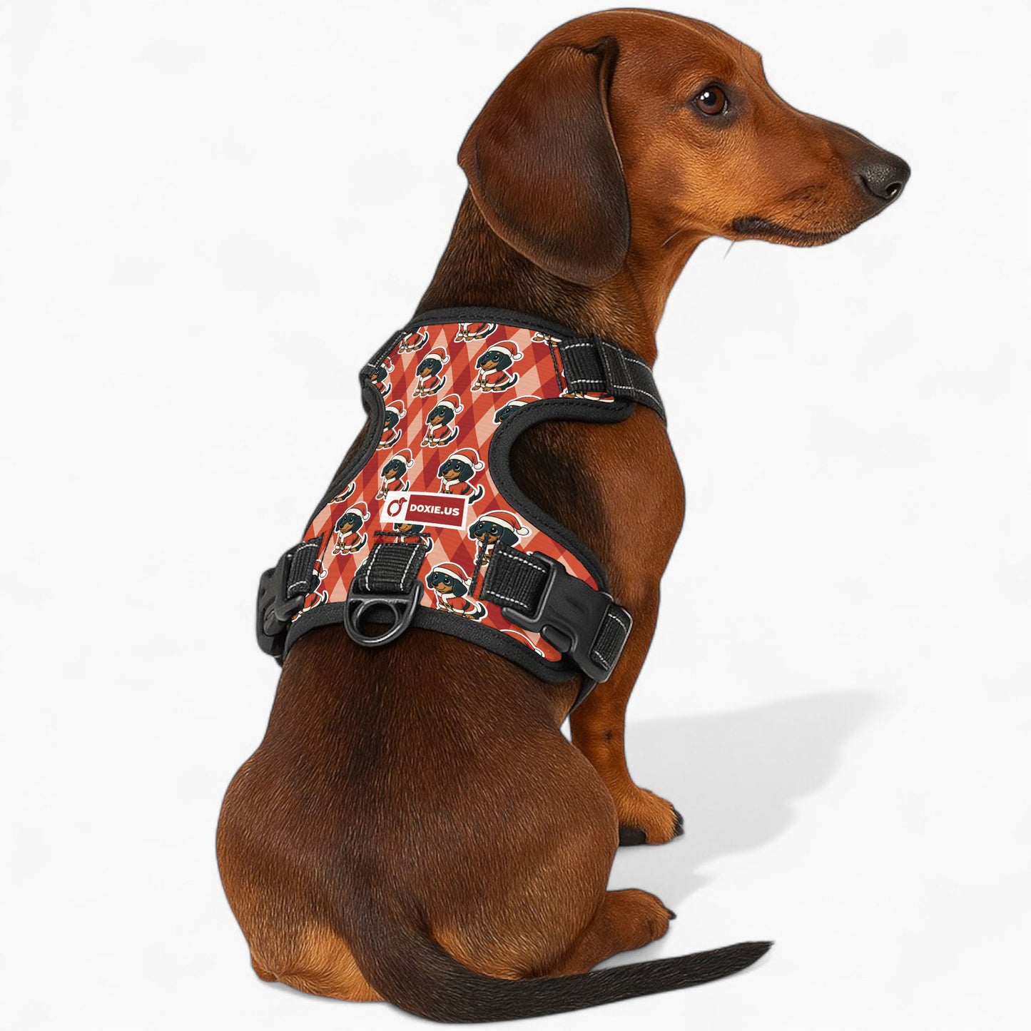Jack -  No-Pull Dachshund Dog Harness