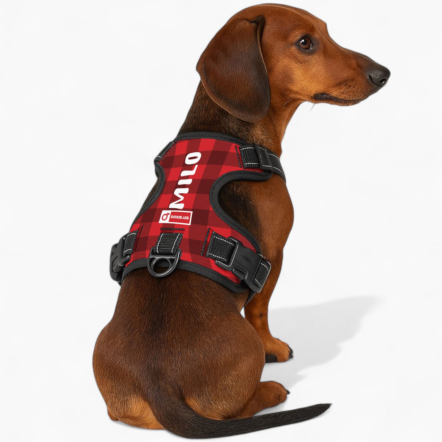 Lyra -  Personalized No-Pull Dachshund Dog Harness