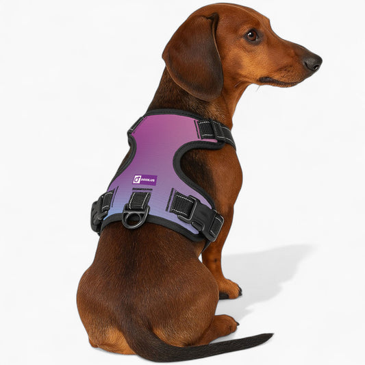 Simone -  No-Pull Dachshund Dog Harness