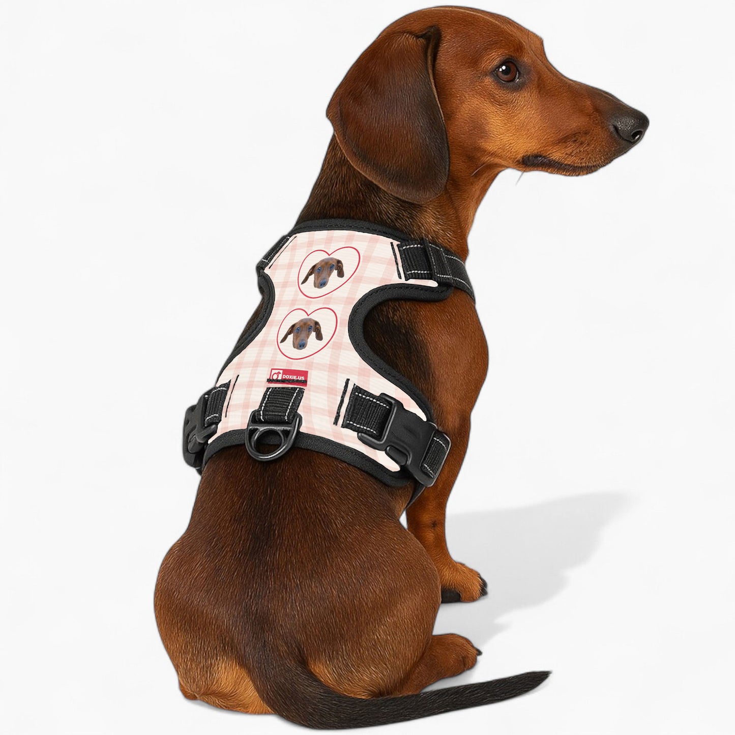 Juno -  Personalized No-Pull Dachshund Dog Harness