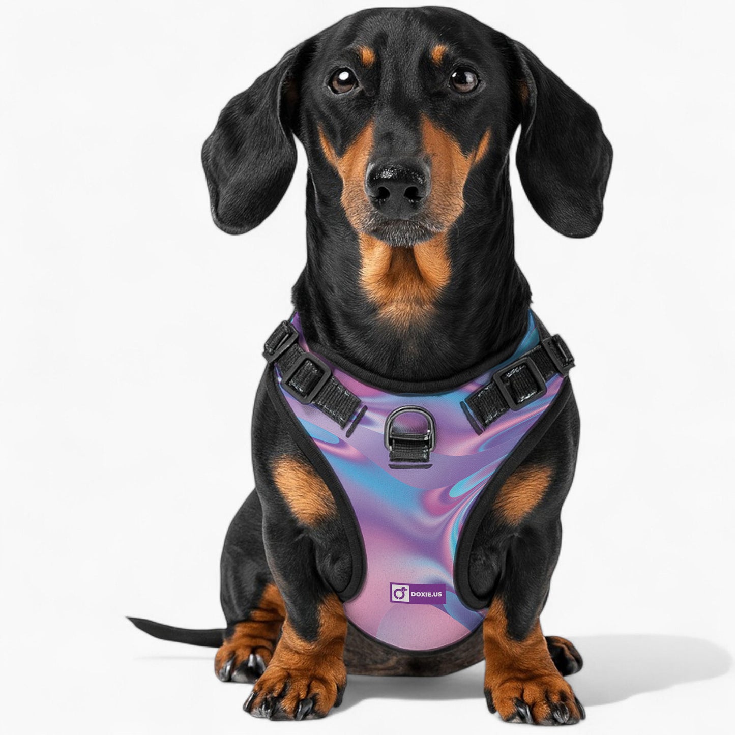 Betty -  No-Pull Dachshund Dog Harness