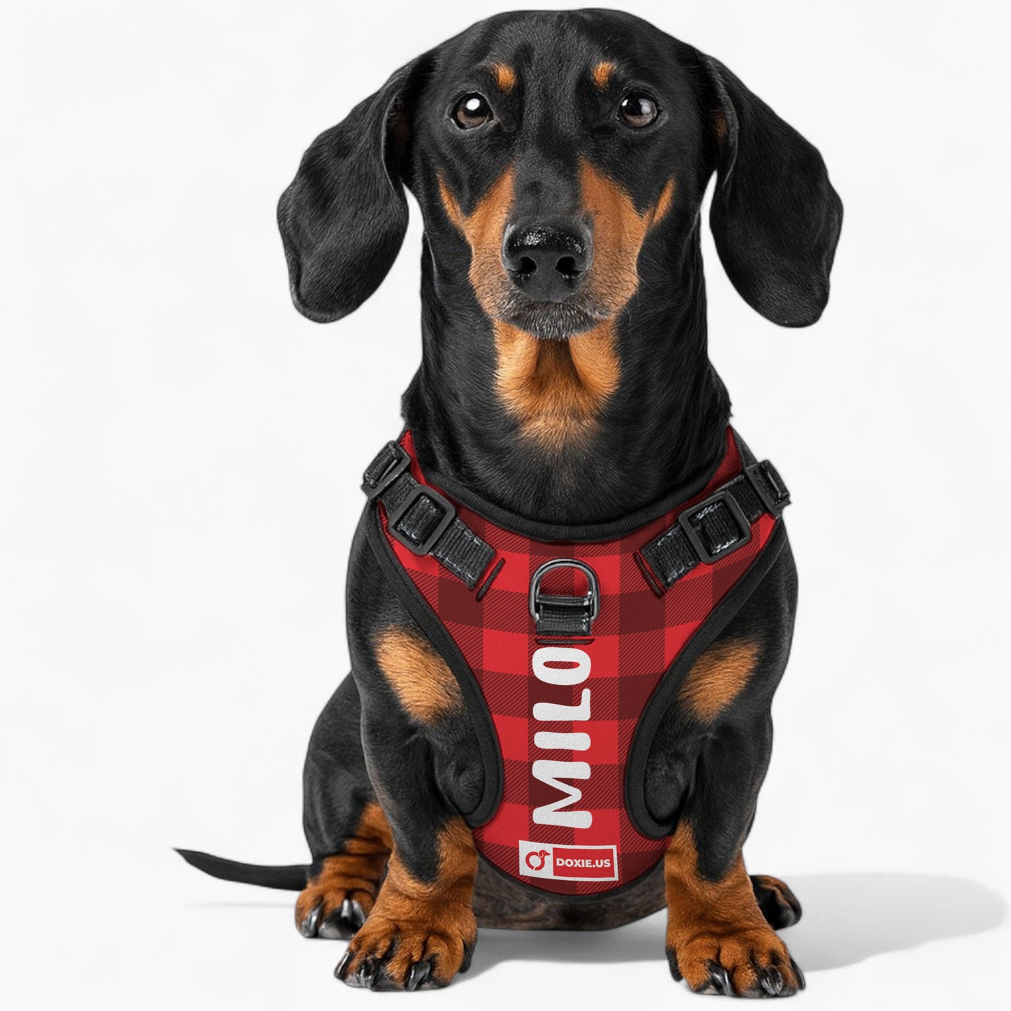 Lyra -  Personalized No-Pull Dachshund Dog Harness