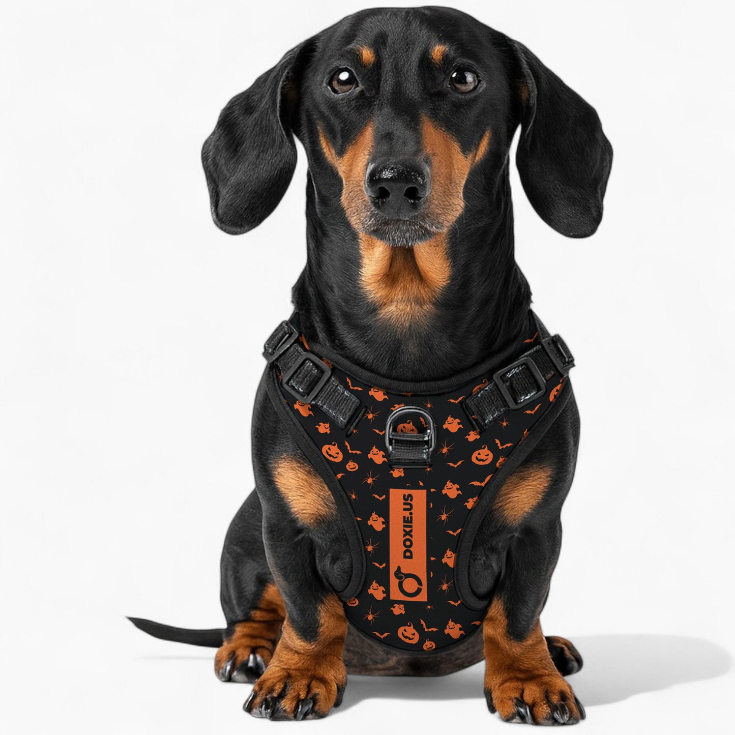 Maggie -  No-Pull Dachshund Dog Harness