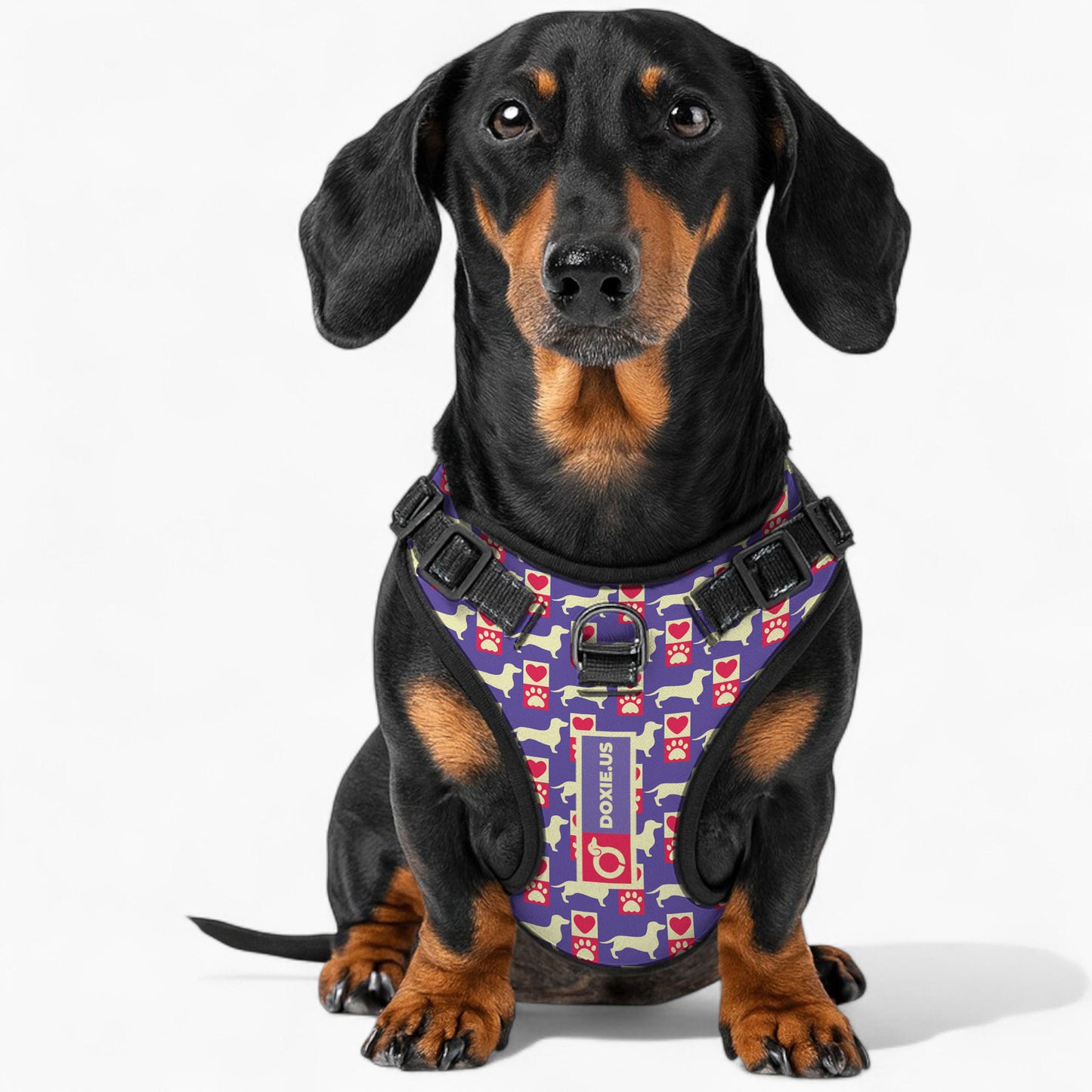 Bella -  No-Pull Dachshund Dog Harness