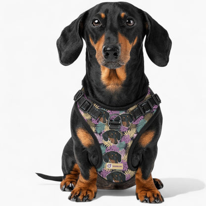 Earl -  Personalized No-Pull Dachshund Dog Harness