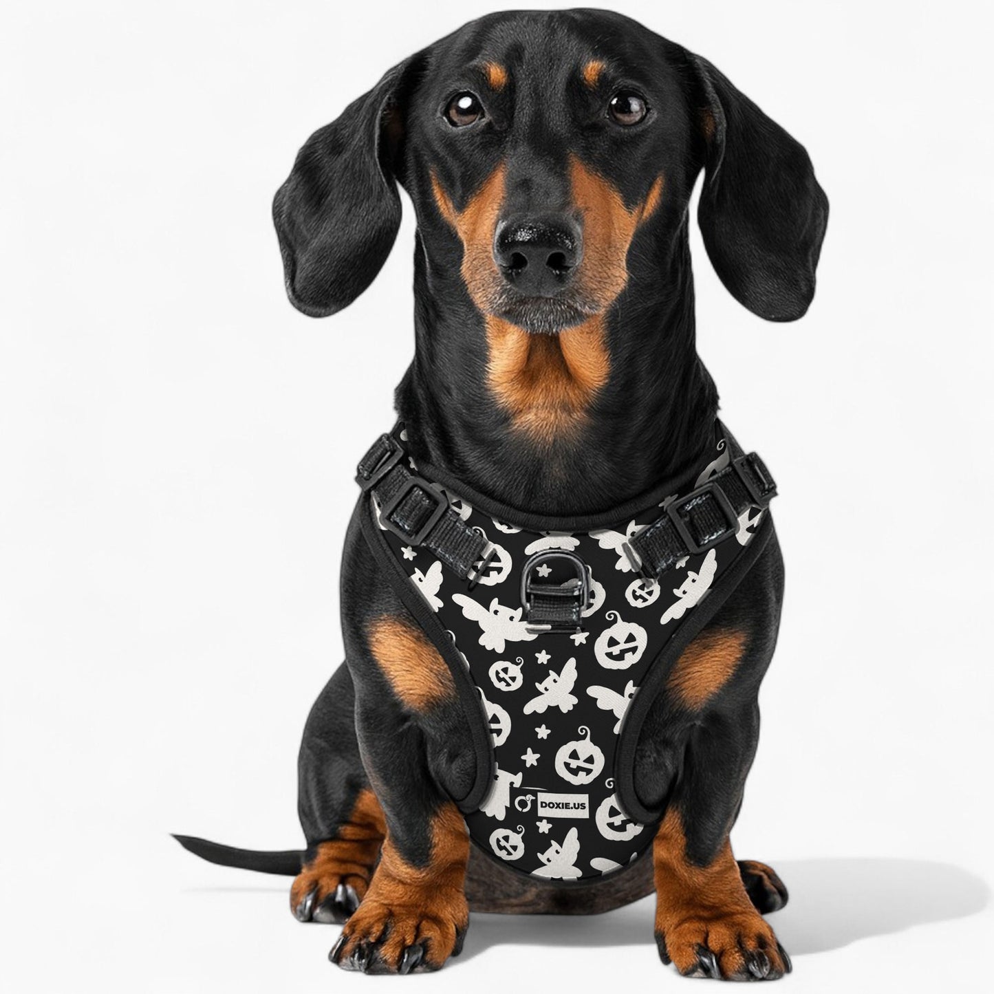 Poppy -  No-Pull Dachshund Dog Harness