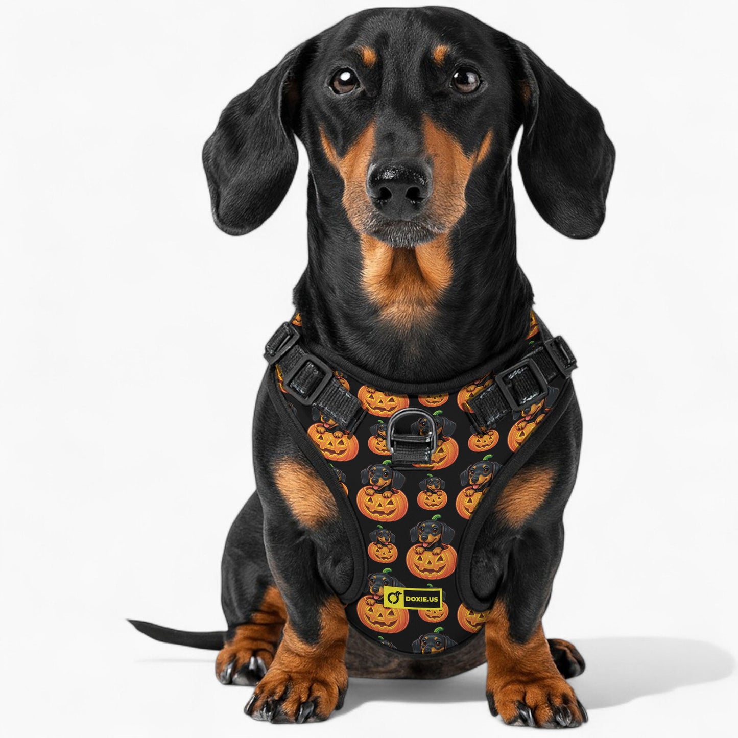 Sadie -  No-Pull Dachshund Dog Harness