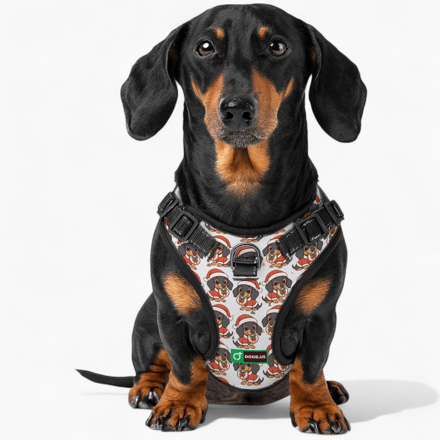 Kevin -  No-Pull Dachshund Dog Harness