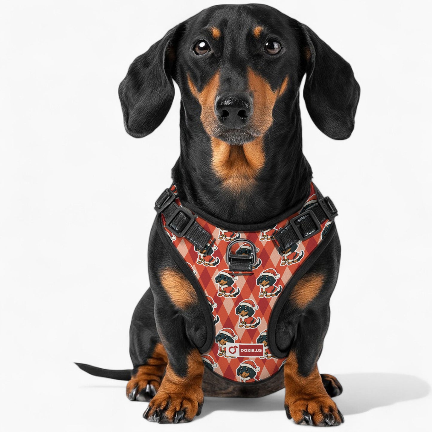 Jack -  No-Pull Dachshund Dog Harness