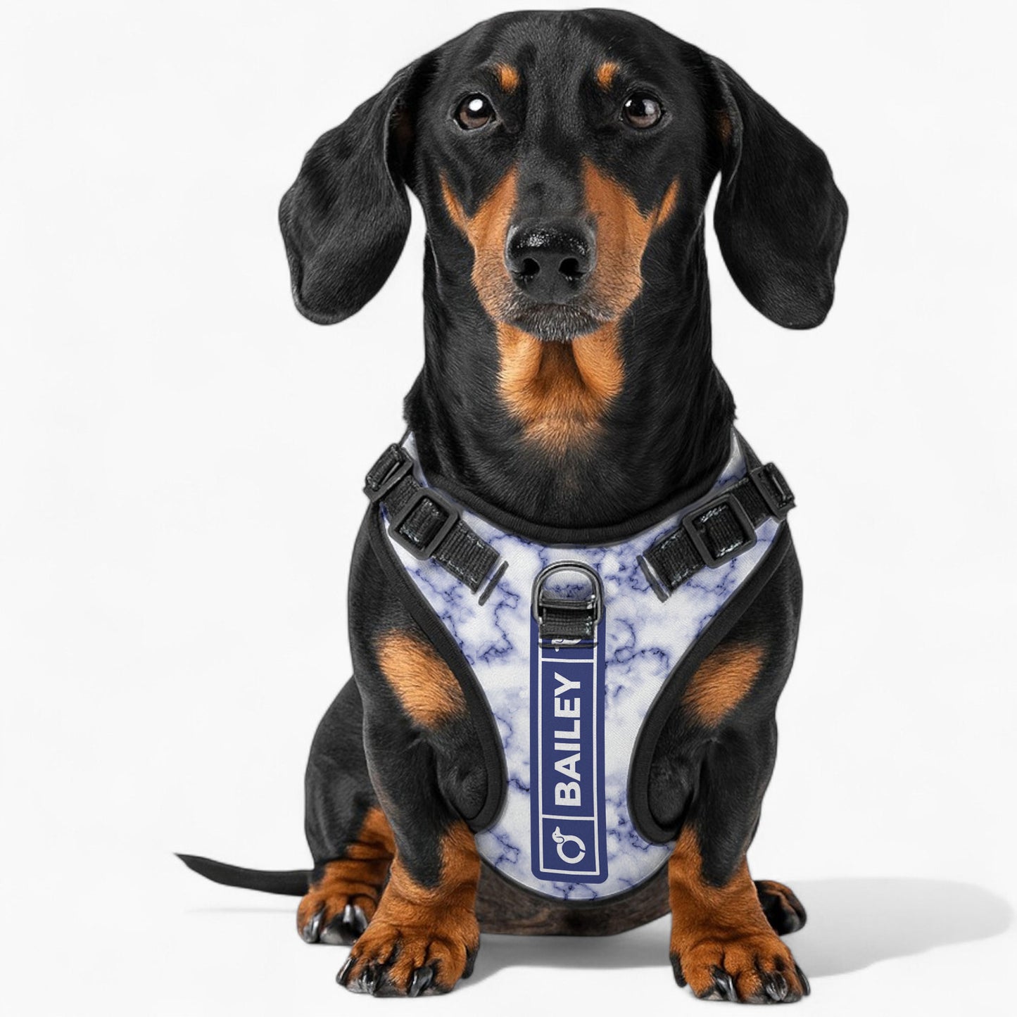Maximilian -  Personalized No-Pull Dachshund Dog Harness