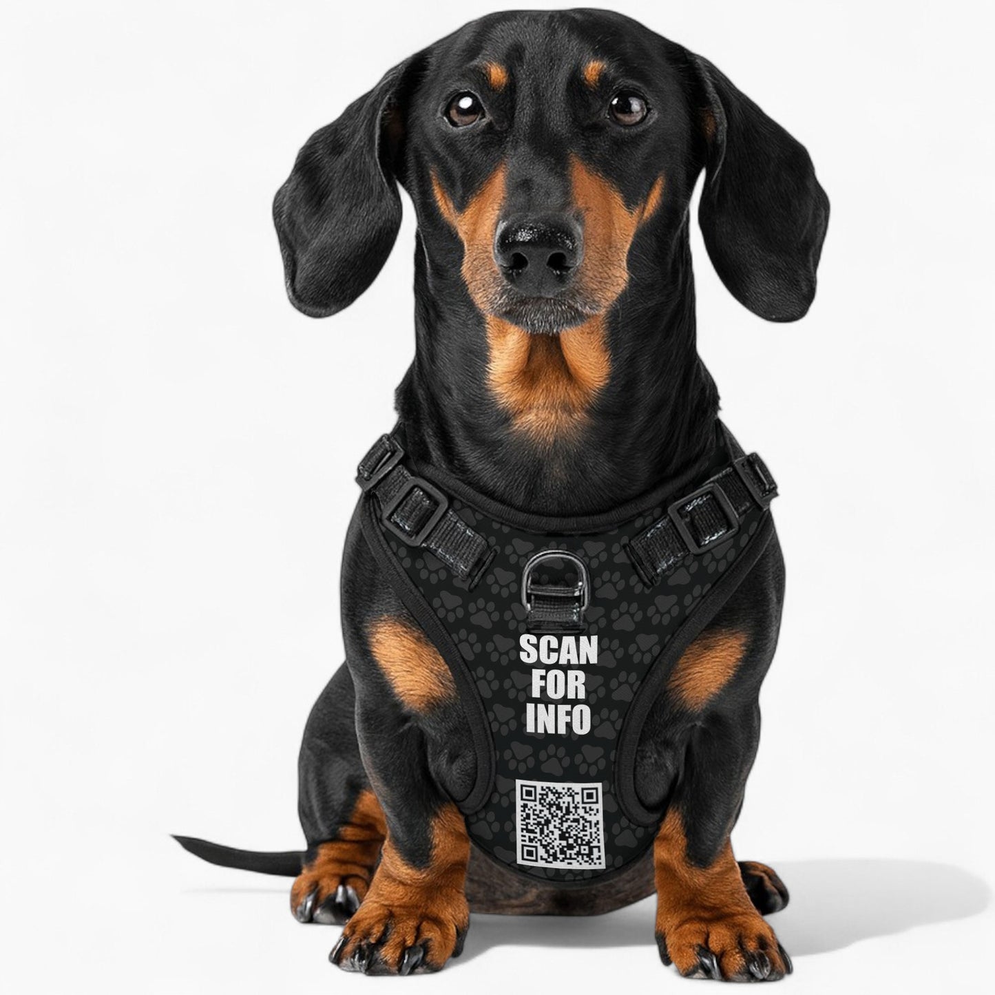 Cloud  -  Personalized No-Pull Dachshund Dog Harness