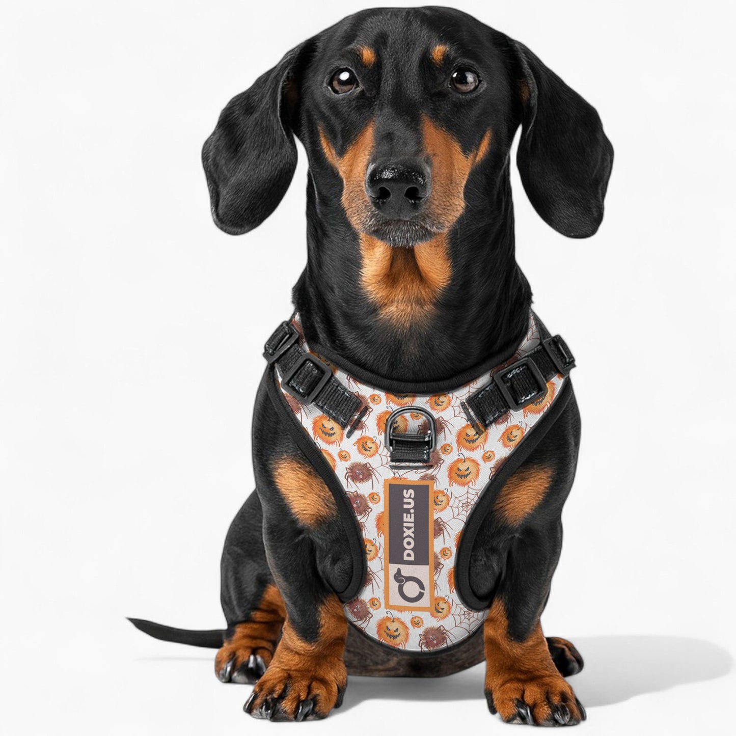 Chloe -  No-Pull Dachshund Dog Harness