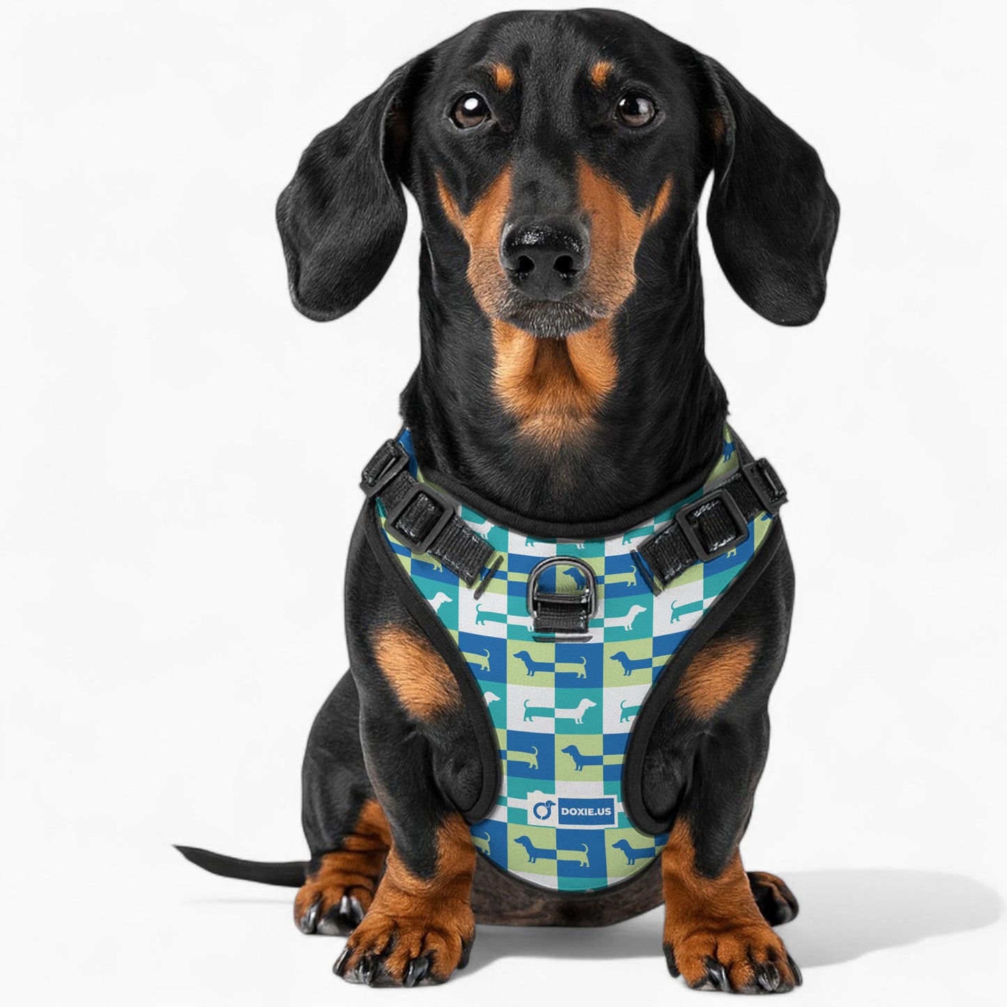 Hans -  No-Pull Dachshund Dog Harness