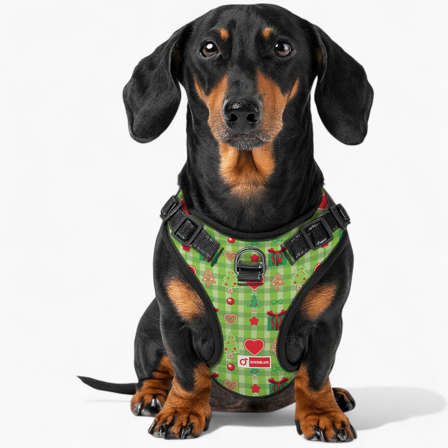 Alex -  No-Pull Dachshund Dog Harness