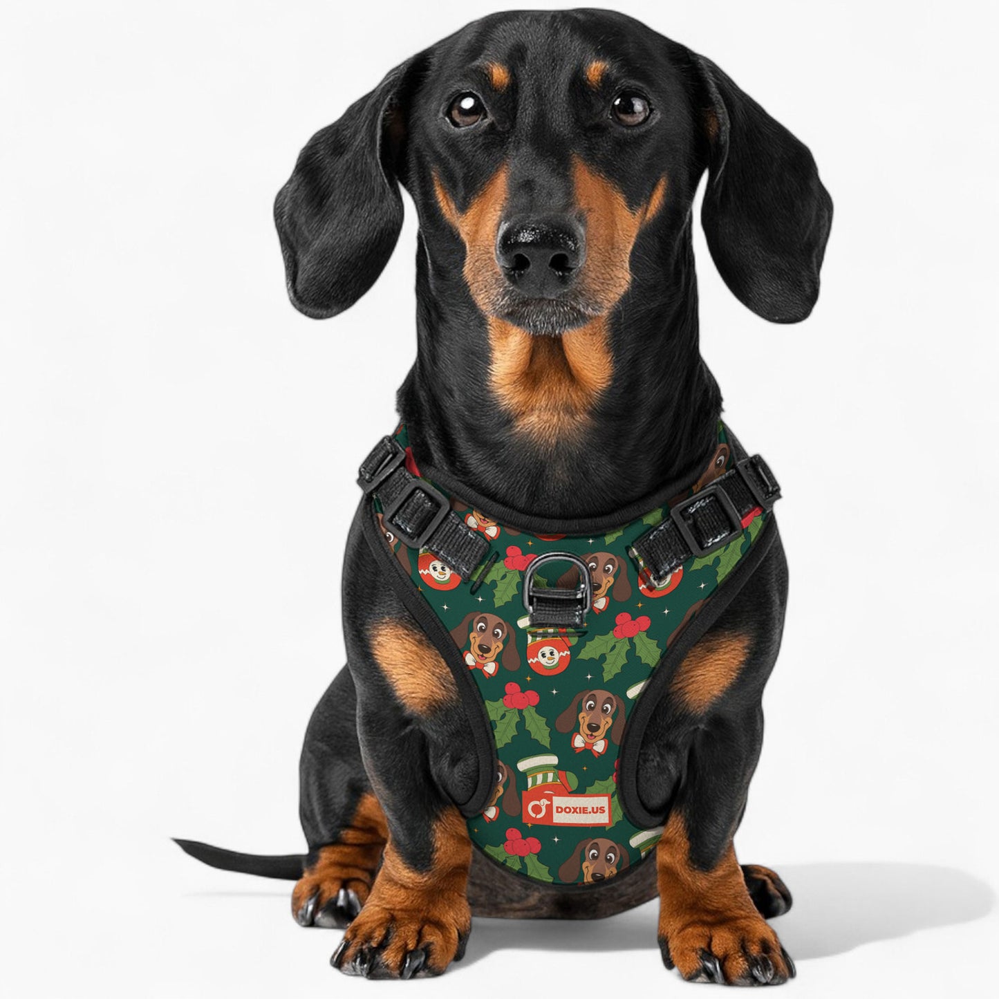 Bailey -  No-Pull Dachshund Dog Harness