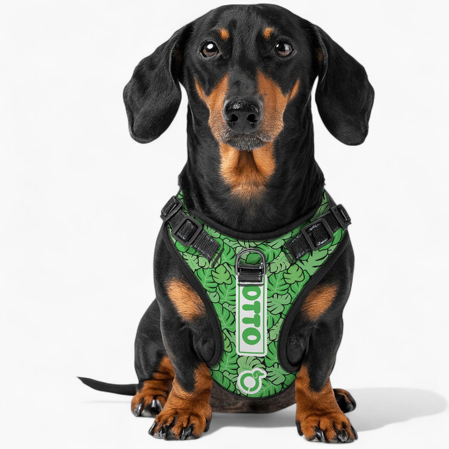 Heinz - Personalized No-Pull Dachshund Dog Harness