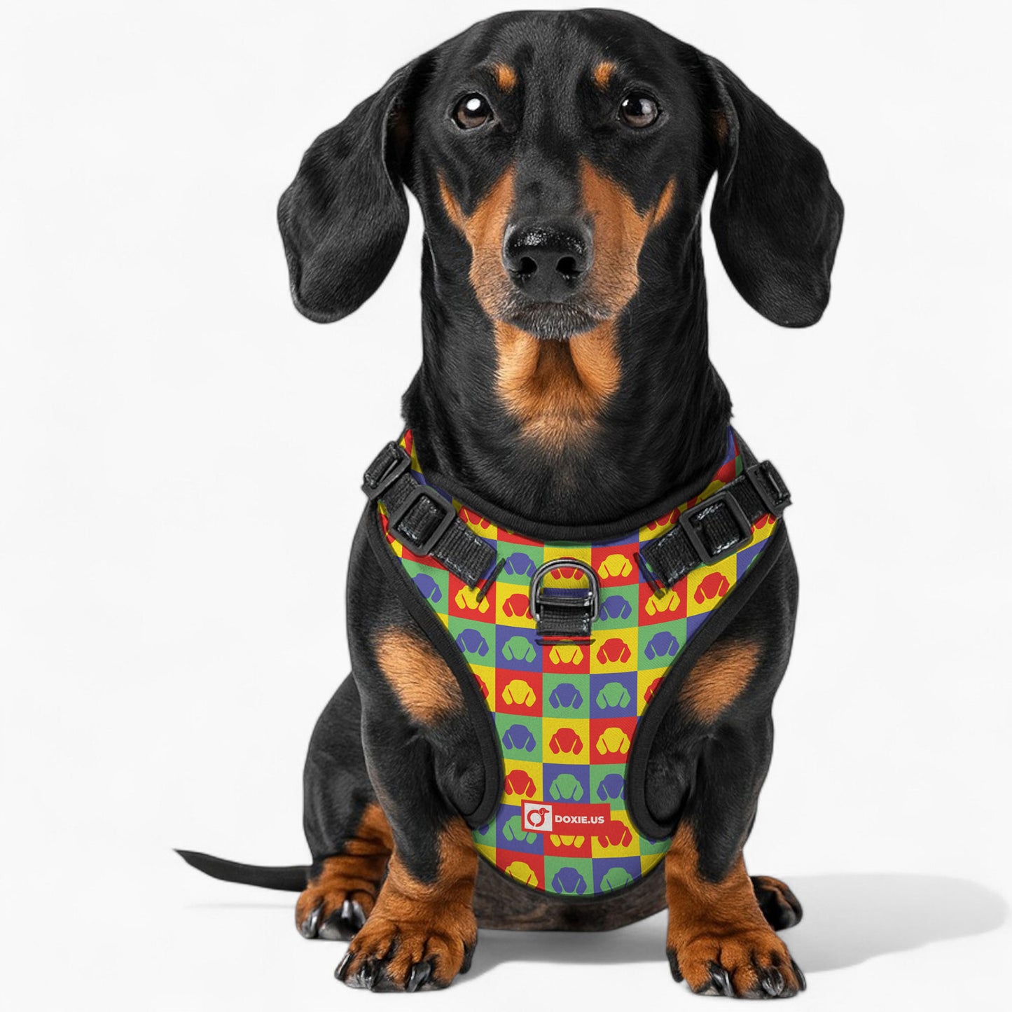Chili -  No-Pull Dachshund Dog Harness