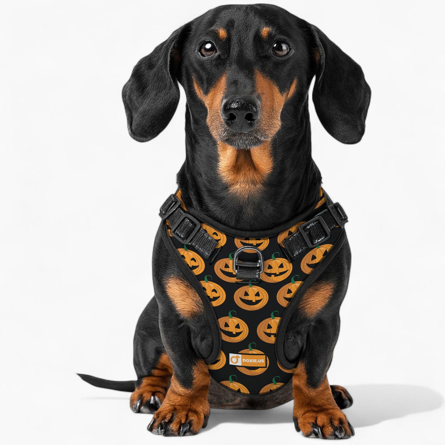 Stella -  No-Pull Dachshund Dog Harness