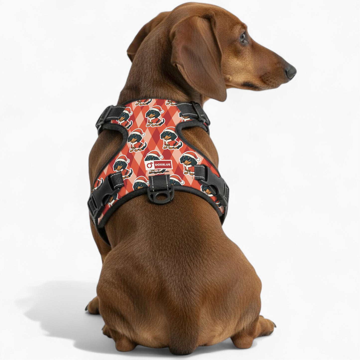 Jack -  No-Pull Dachshund Dog Harness
