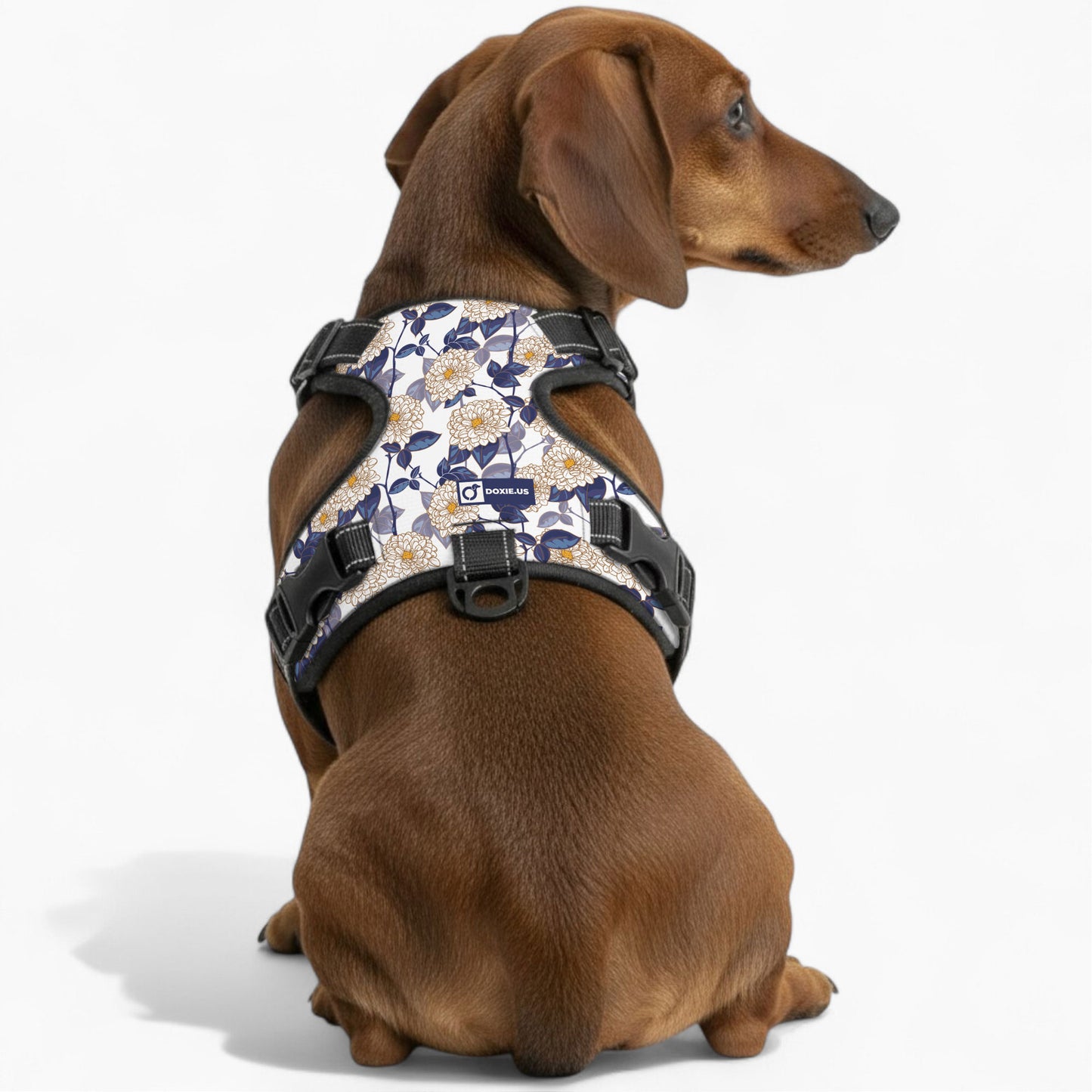 Joey -  No-Pull Dachshund Dog Harness