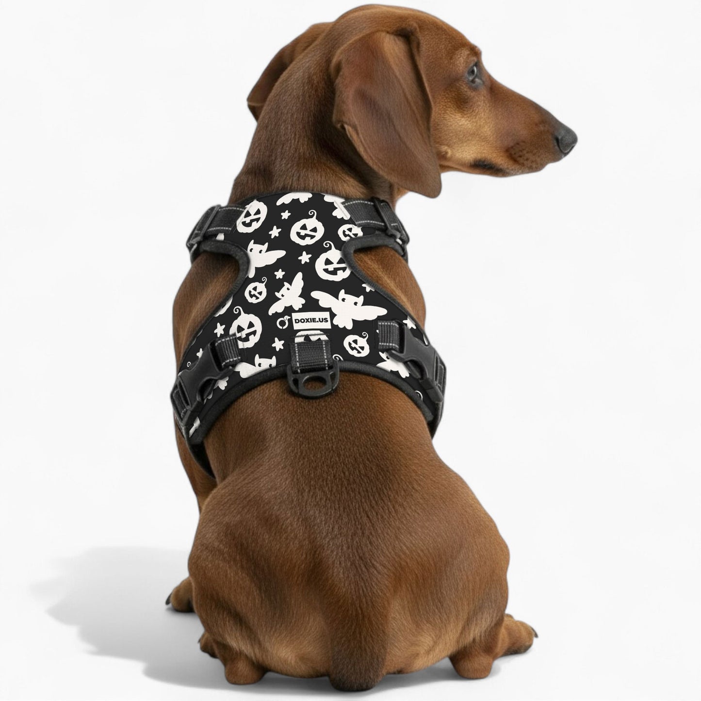 Poppy -  No-Pull Dachshund Dog Harness